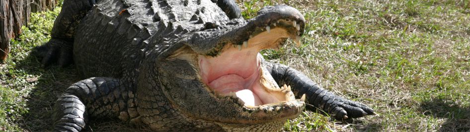 Uniquely Florida Destination Management providing unique tours, airboat adventures and more in Orlando serving all of Central Florida and South Florida.